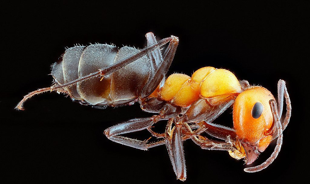 Ant Control service in Rogers, AR