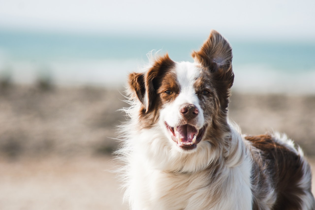 Flea & Tick Control service in Rogers, AR