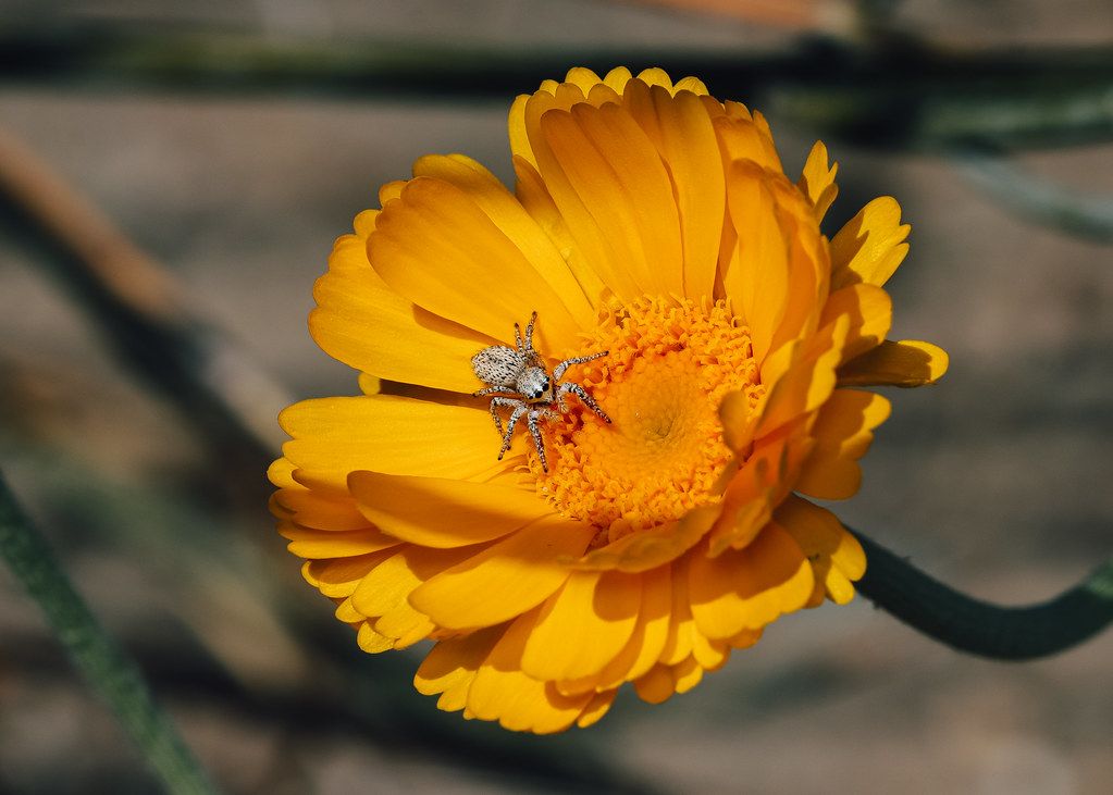 Spider Control service in Rogers, AR